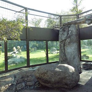 Destination Africa - Lion Exhibit