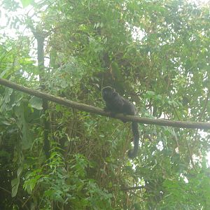 Monkey in Free Range Amazonia