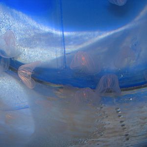 Comb Jellyfish