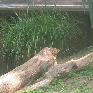 Cheetah Cub Hiding Behind the log