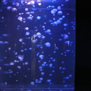 Jellyfish Encounter- Moon Jelly Tank
