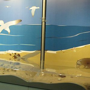 Sea Turtle Hatchling Diorama