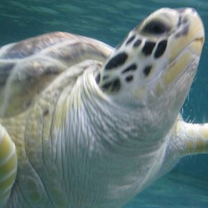 Sea Turtle Close-Up