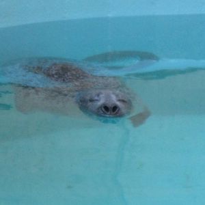 Harbor Seal