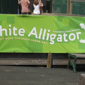 White Alligator Sign