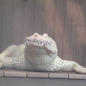 White Alligator
