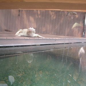 Temporary White Alligator Exhibit