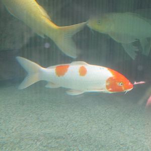 Temporary White Alligator Exhibit- Koi Fish