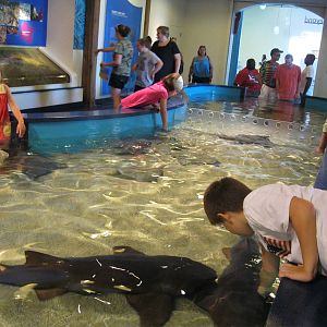 New Shark and Ray Touch Tank