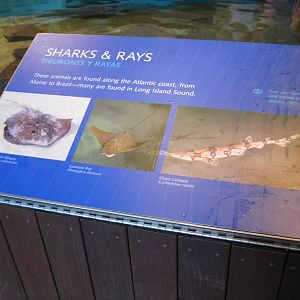 Species in the New Shark and Ray Touch Tank Part 1