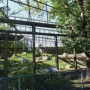 Snow Leopard Exhibit