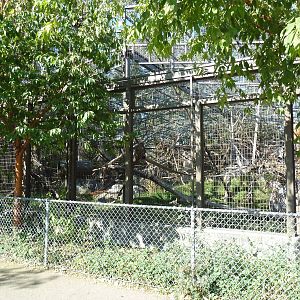 Japanese Macaque Exhibit