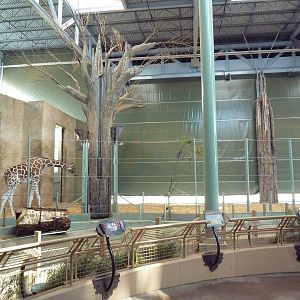 Reticulated Giraffe Indoor Exhibit