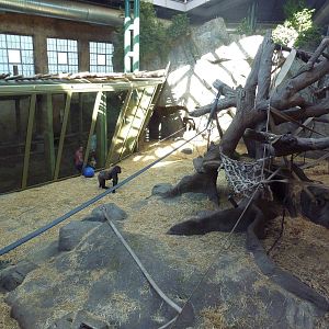 Destination Africa - Gorilla Indoor Exhibit