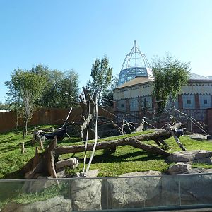 Destination Africa - Gorilla Outdoor Exhibit