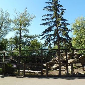 Markhor/Alpine Ibex Exhibit