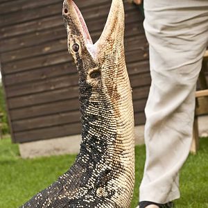 "Selung" - Varanus salvator