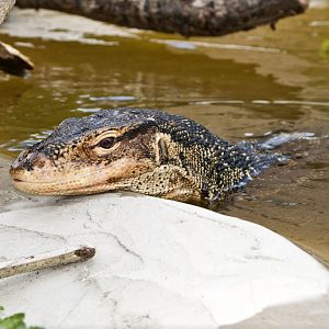 "Selung" - Varanus salvator