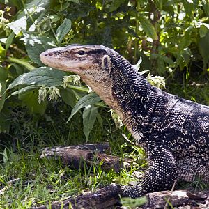 "Selung" - Varanus salvator