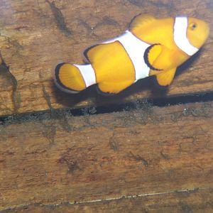 Clownfish