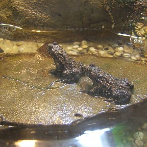 Oriental Fire-bellied Toad