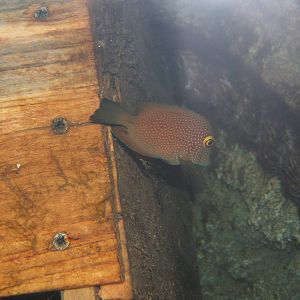 Kolo Yellow Eye Tang
