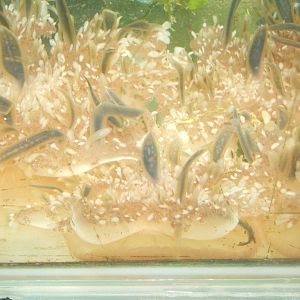 Upside-down Jellyfish (Lassiopea xamachana)