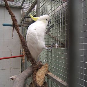 Cleethorpes The Jungle