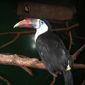 Cleethorpes The Jungle