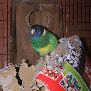 Cleethorpes The Jungle