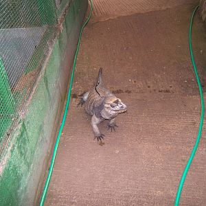 Cleethorpes The Jungle