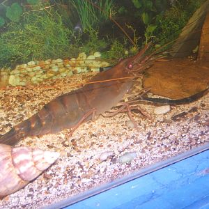 Cleethorpes The Jungle