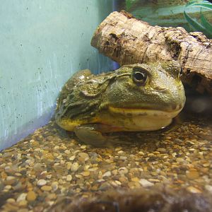 Cleethorpes The Jungle