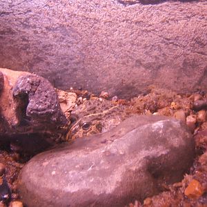 Cleethorpes The Jungle