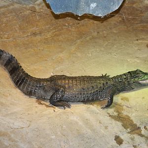 Spectacled caiman