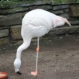 Lone Chilean flamingo