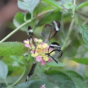 Lots of glasswings