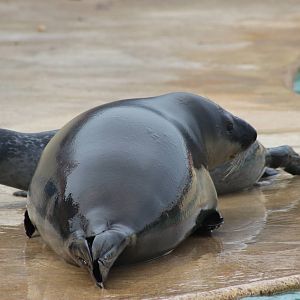 Hooded seal and common seal