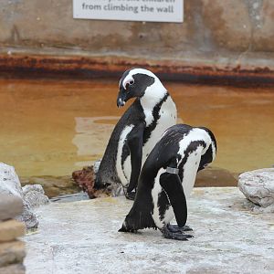 African penguins