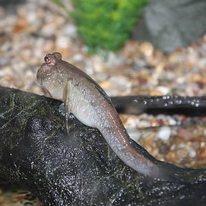 Mudskipper