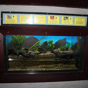 Mudskipper enclosure