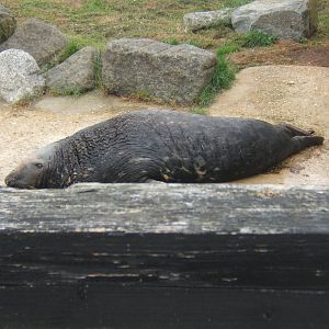 Grey Seal bull