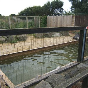 View of Grey Seal bull enclosure
