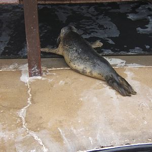 Common Seal pup in the Hospital