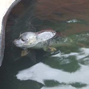 Common Seal pup in the Hospital