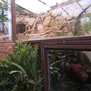View of Green Iguana and Red-eared Terrapins exhibit