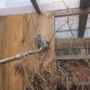 Little Owl