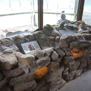 View of Meerkat dens