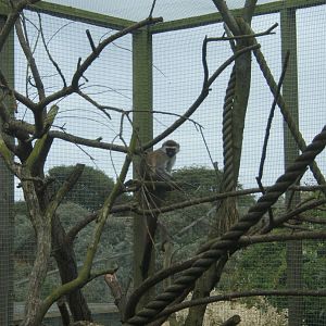 Vervet Monkey?