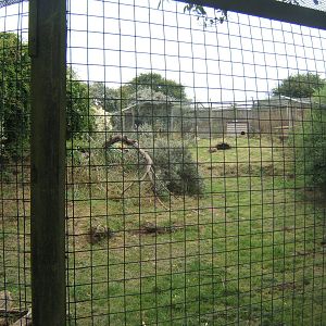 View of Red Fox enclosure
